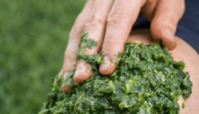 Dandelion Leaves: Top Health Benefits and Uses