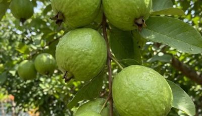 Guava Leaf Tea: A Natural Ally for Everyday Wellness