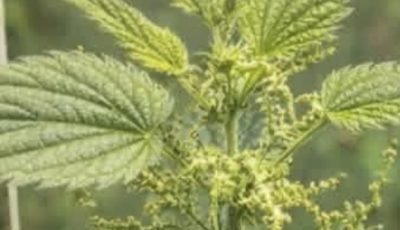 Seeing This “Painful” Plant in Your Garden Is Like Finding Gold – Don’t Pull It Out!