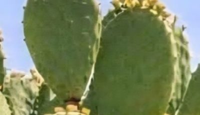 CACTUS OR CACTUS KNOWN AS PLANT OF LIFE