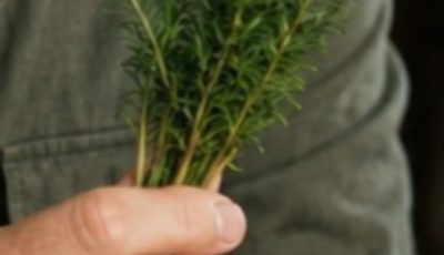 Search Results for: Best Medicinal Plants for Prostate Health: Natural Remedies That May Help Relieve Symptoms