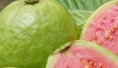 Natural Leaves That May Help Support Healthy Blood Sugar Levels