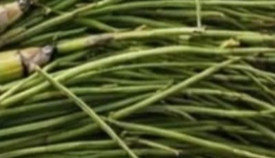 Horsetail Plant: Benefits, Properties, and How to Use It Correctly