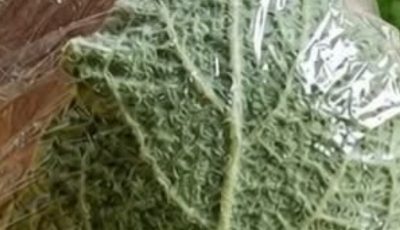 Mullein: Exploring the Benefits of Leaves, Flowers, and Roots
