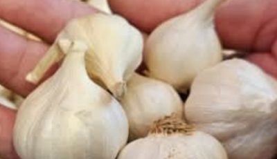 The Surprising Health Benefits of Eating Raw Garlic Every Day