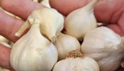 The Surprising Health Benefits of Eating Raw Garlic Every Day