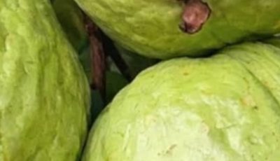 Guava Recipes for Balanced Blood Sugar and Stronger