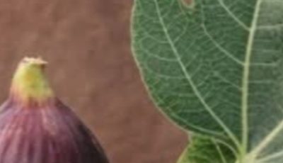 The Power of Fig Leaves: Hidden Benefits in These Leaves