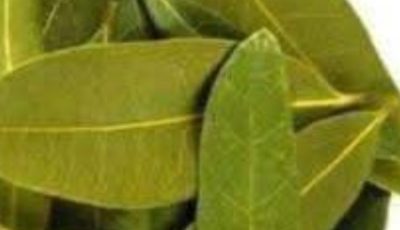 Exploring the Benefits of Bay Leaves for Skin: Natural Anti-Aging Properties